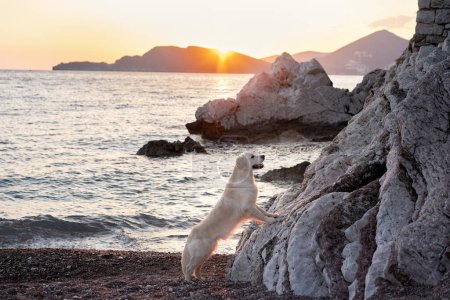 Téléchargez les photos : Beau chien au coucher du soleil sur le rocher à la mer. Golden Retriever dans la nature. animal de compagnie sur une promenade - en image libre de droit