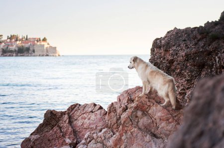 Téléchargez les photos : Gentil chien debout sur un rocher sur la mer bleue. Golden Retriever dans la nature. animal de compagnie au voyage - en image libre de droit