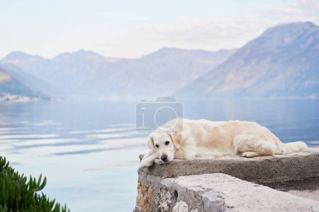 the dog lies on the embankment against the backdrop of mountains and the sea. Golden Retriever near the water. Pet in nature.