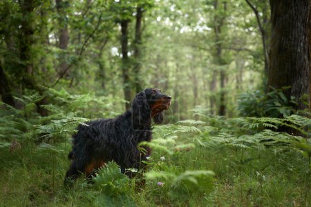 Photo for Black dog in the forest, greenery. Gordon setter outdoors in summer. Walking with a pet - Royalty Free Image