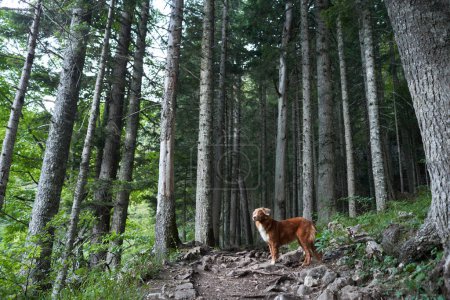 Photo for The dog stands in the forest among the trees. Nova Scotia duck tolling retriever in nature. Pet travel - Royalty Free Image