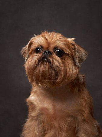 Retrato de un perro rojo sobre un fondo de lona marrón. Grifo belga en el estudio