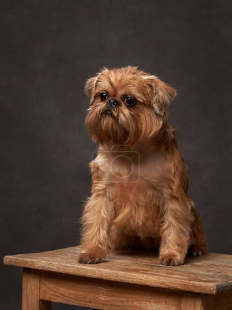 Téléchargez les photos : Portrait d'un chien rouge sur fond de toile marron. Griffon belge en studio - en image libre de droit