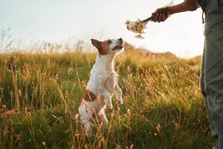 Téléchargez les photos : Jack Russell Terrier sur le terrain. Drôle d'animal de compagnie dans la nature en automne nature - en image libre de droit