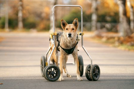 Téléchargez les photos : Chien en fauteuil roulant. Animaux handicapés en automne dans la nature - en image libre de droit