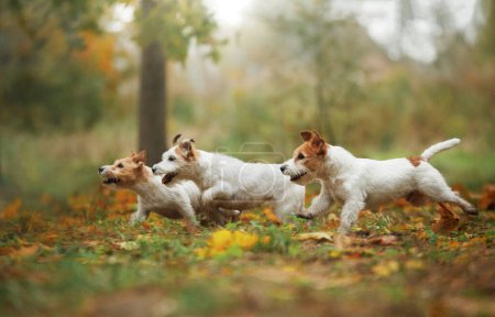 Happy Jack Russell Terriers in autumn. Walking with a pet in leaf fall. three dogs run together in the park