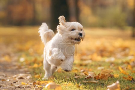 Photo for Cute shihtzu dog run in nature. Little Dog in autumn leaves. Walking with a pet in the park at fall - Royalty Free Image