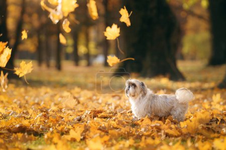 Photo for Cute shihtzu dog run in nature. Little Dog in autumn leaves. Walking with a pet in the park at fall - Royalty Free Image