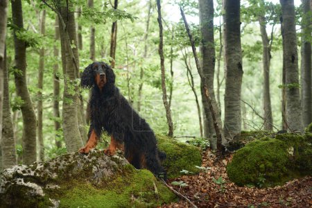 Hund im grünen Wald. Setter Gordon in der Natur. Spaziergang mit Haustier