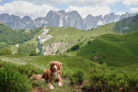 dog traveler in the mountains. Nova Scotia duck tolling retriever in the valley. Hiking with a pet in Montenegro 