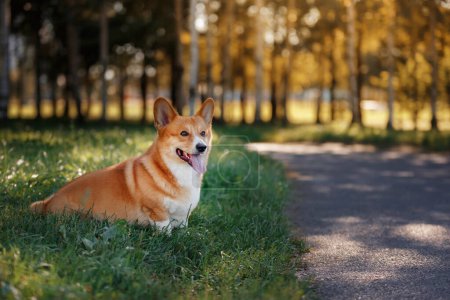 Téléchargez les photos : Le chien gallois Corgi Pembroke est assis dans un parc, entouré d'herbe verte et d'arbres. Dans le contexte détaillé, des arbres ensoleillés projetaient des ombres sur un sentier - en image libre de droit