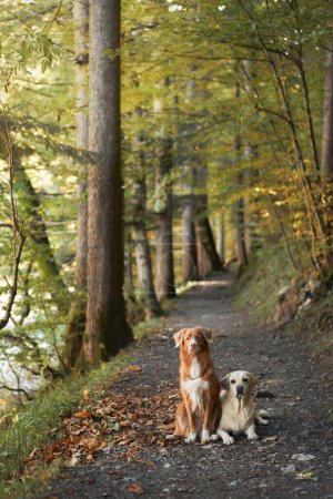 Téléchargez les photos : Dogs in Forest, A Nova Scotia Duck Tolling Retriever et un Labrador Retriever sont assis sur un sentier forestier. Les arbres denses et les feuilles tombées autour d'eux soulignent l'essence de l'automne - en image libre de droit