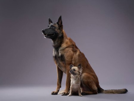 Foto de Dos perros, grandes y pequeños, en el estudio. Divertido Malcom y chihuahua sobre un fondo gris - Imagen libre de derechos
