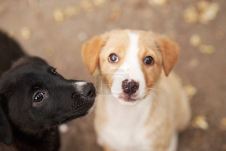 Photo for Two curious puppies gaze up, one black and one brown, against a blurred background. dogs innocent eyes and playful nature evoke a sense of wonder - Royalty Free Image