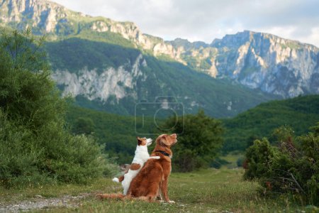 Téléchargez les photos : Deux chiens regardent au loin, sereins dans un paysage montagneux. Nouvelle-Écosse Duck Tolling Retriever et Jack Russell Terrier sur la nature - en image libre de droit