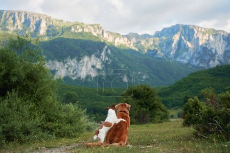 Photo for Two dogs gaze into the distance, serene in a mountainous landscape. Nova Scotia Duck Tolling Retriever and Jack Russell Terrier on nature - Royalty Free Image