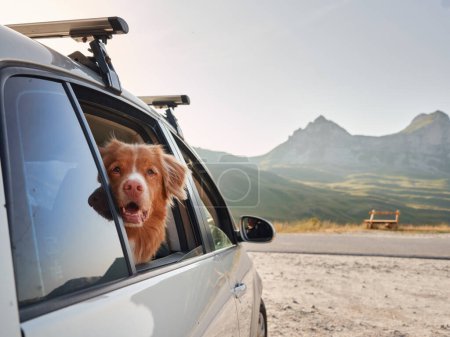 Ein neugieriger Hund guckt aus einem Auto, Berge in der Ferne, bereit für Abenteuer. Nova Scotia Duck Tolling Retriever auf Reisen 