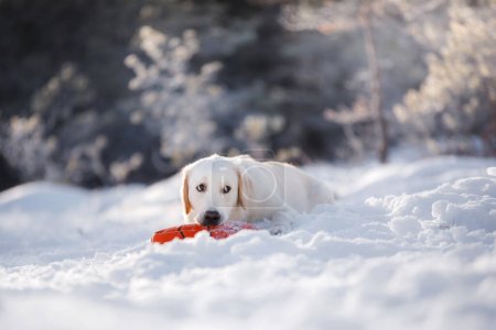 Photo for A Labrador Retriever dog lies in the snow, clutching a red toy, with a focused gaze amidst a frosted backdrop - Royalty Free Image