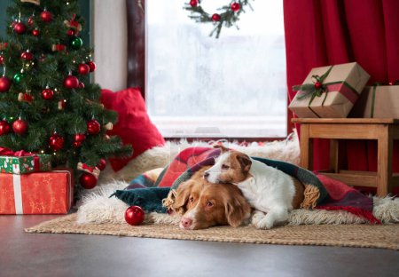 Nova Scotia Duck Tolling Retriever and Jack Russell Terrier by a Christmas tree. A studio scene captures the dogs beside gifts, exuding festive charm