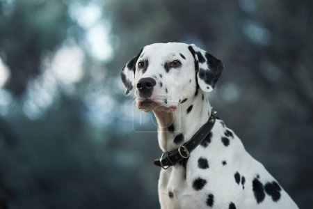 Dalmatian with a thoughtful gaze. The spotted dog looks off into the distance, a picture of alertness and curiosity