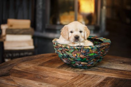 Foto de Un cachorro Golden Retriever adormilado se encuentra en una cesta tejida, trayendo un toque de inocencia y encanto. - Imagen libre de derechos