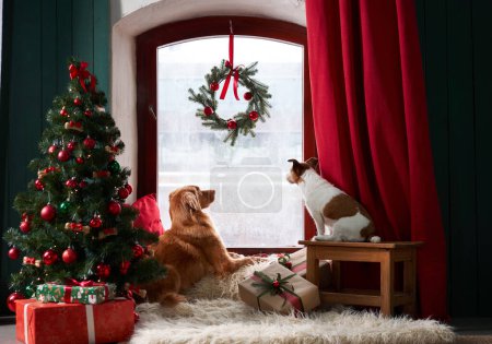 Photo for A Nova Scotia Duck Tolling Retriever and a Jack Russell Terrier dogs gaze out a festive window, a serene holiday moment captured - Royalty Free Image