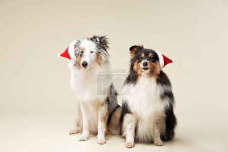 Photo for Shelties in Santa hats bring festive joy, studio shot. These charming dogs, decked in holiday attire, are ready for Christmas celebrations - Royalty Free Image