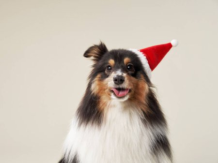 Photo for Sheltie in Santa hat exudes Christmas cheer, a studio capture. This dogs festive look is perfect for holiday-themed projects or decor - Royalty Free Image
