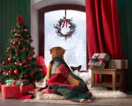 Foto de Un Nova Scotia Duck Tolling Retriever y Jack Russell Terrier descansan, envueltos en una manta a cuadros festivos, anticipando la alegría de Navidad - Imagen libre de derechos