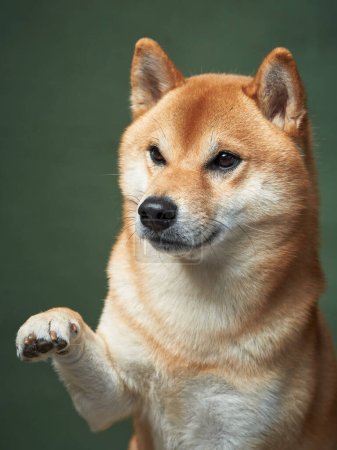 Photo for Alert Shiba Inu dog offering a paw, showcasing intelligence and training against a green backdrop - Royalty Free Image