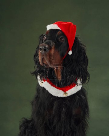 Photo for A poised Gordon Setter dog wears a Santa hat, capturing the essence of Christmas in a dignified pose - Royalty Free Image