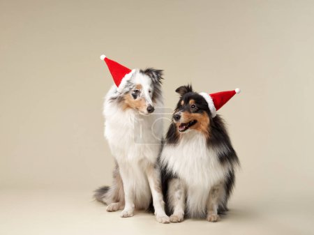 Photo for Dog in Santa hats sit side by side, studio image. A pair of Shetland Sheepdogs don holiday caps, ready for Christmas - Royalty Free Image