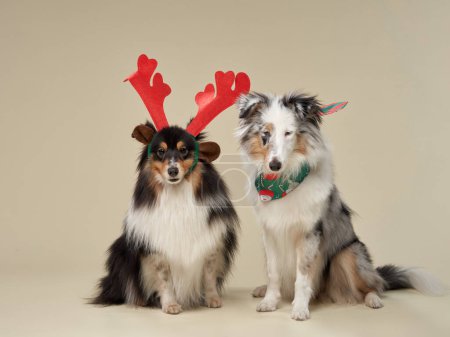 Photo for Sheltie in holiday attire, studio scene. Festive dogs adorned with reindeer antlers and scarf pose together - Royalty Free Image