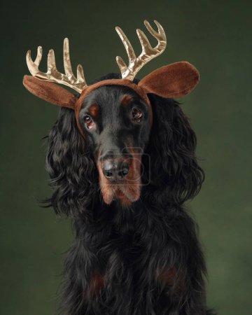 Photo for A majestic Gordon Setter dog adorned with golden reindeer antlers brings a touch of whimsy to the holiday season - Royalty Free Image