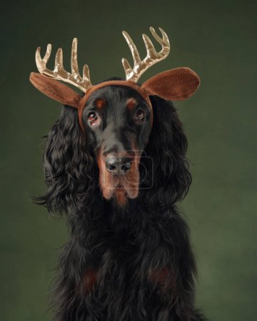Photo for A majestic Gordon Setter dog adorned with golden reindeer antlers brings a touch of whimsy to the holiday season - Royalty Free Image