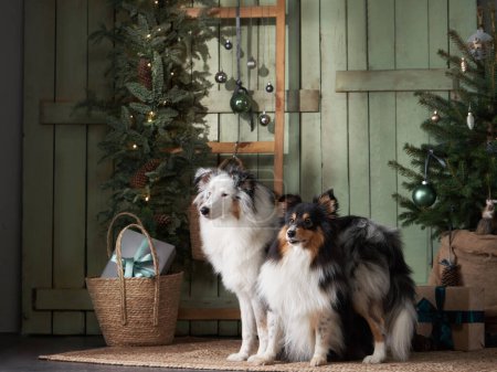 Photo for Two Shetland Sheepdogs dogs pose before a Christmas tree, capturing a festive holiday moment at home - Royalty Free Image