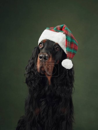 Photo for A Gordon Setter dog in festive hat, embodying the Christmas spirit. Captured in a portrait, this elegant dog becomes a symbol of holiday cheer. - Royalty Free Image