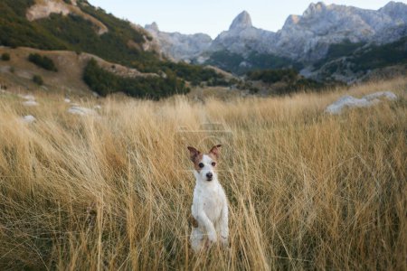 Téléchargez les photos : Jack Russell Terrier est en alerte dans un champ de montagne. Entouré d'herbe haute, le chien semble prêt pour l'aventure - en image libre de droit