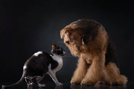 Téléchargez les photos : Un chat curieux regarde vers le haut un chien stoïque Airedale Terrier, une étude de la compagnie dans l'éclairage de studio dramatique - en image libre de droit