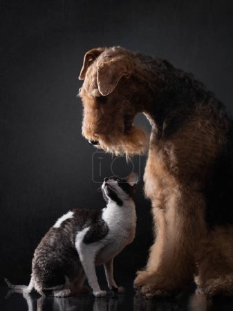 Photo for A curious cat gazes up at a stoic Airedale Terrier dog, a study of companionship in dramatic studio lighting - Royalty Free Image