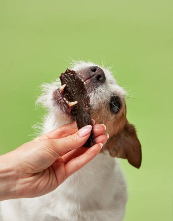 Téléchargez les photos : Un chien Jack Russell Terrier impatient prend une friandise saccadée, les yeux fixés avec plaisir. Une main humaine offre la récompense salée, promettant la satisfaction - en image libre de droit