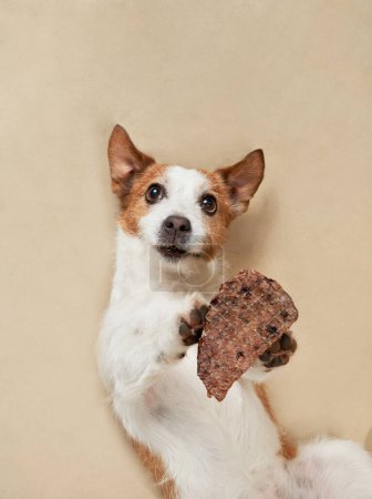 Photo for Upside-down dog Jack Russell Terrier eyes a treat, a playful moment of indulgence. Its paws gently touch the treat, showcasing a pets endearing charm - Royalty Free Image