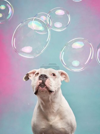 Hund bestaunt Seifenblasen, Studioaufnahme. Ein weißer Staffordshire Terrier blickt auf, Blasen schweben in einer verträumten Kulisse. 
