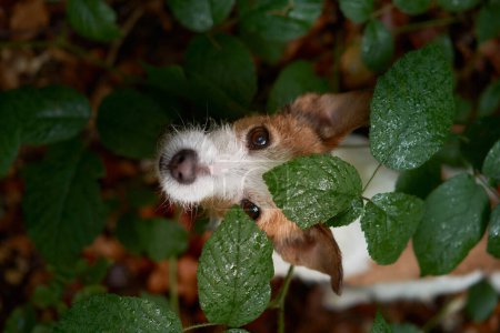 Téléchargez les photos : Drôle Jack Russell Terrier dans la forêt, scrutant à travers les feuilles vertes, mettant en valeur ses marques distinctives blanches et brunes - en image libre de droit