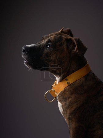 Photo for A serene American Staffordshire Terrier dog exudes calmness, its gaze upwards in a profile studio shot - Royalty Free Image