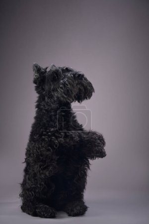 Photo for A poised Kerry Blue Terrier sits attentively in a studio, its fur silhouette making an elegant profile against the soft grey backdrop - Royalty Free Image