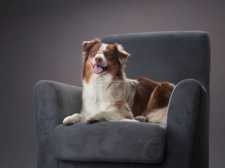 Photo for A relaxed Australian Shepherd dog lounges on a gray armchair, exuding a cheerful vibe in a studio setting, ideal for pet-friendly home concepts - Royalty Free Image