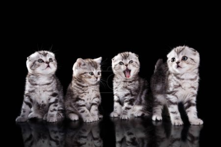 Photo for Four Scottish Fold kittens, studio black. Playful and curious, they showcase varied adorable expressions - Royalty Free Image