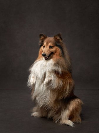 Photo for Dog on brown background. A Shetland Sheepdog sits attentively in a studio, its lush fur and alert expression capture its smart and friendly nature - Royalty Free Image