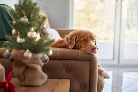 Photo for A pensive Nova Scotia Duck Tolling Retriever dog rests on a sofa beside a festive tree, contemplating the holiday season - Royalty Free Image